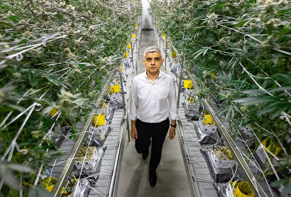 عمدة لندن، صديق خان، يسير وسط نباتات القنب التي تزرع بشكل قانوني في مصنع مرخص في لوس أنجليس.