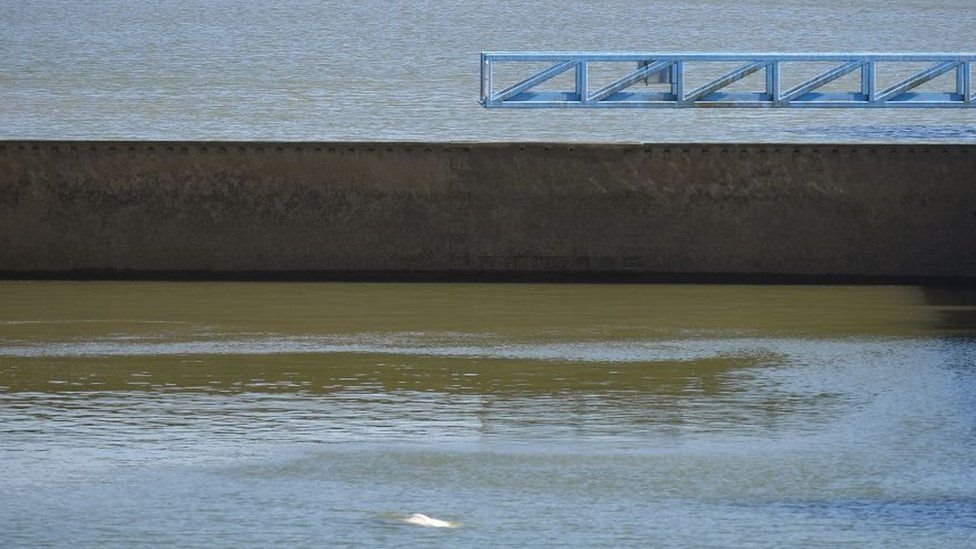الحوت العالق في نهر السين